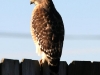 hawk3