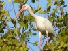 md05006