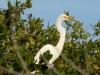 md05007