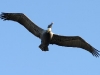 pelican
