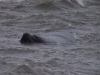 hurrmanatee